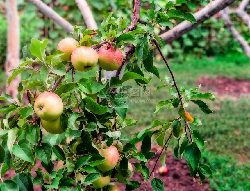 苹果树枝上的红苹果食物植物生长水果小吃园艺季节农场果园饮食图片