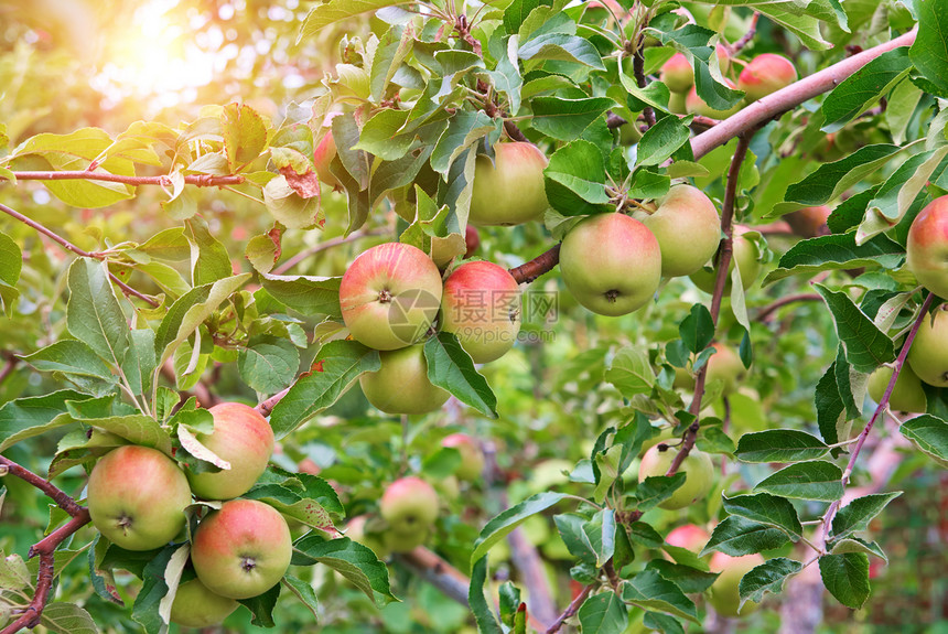 苹果树枝上的红苹果园艺生长农场花园食物果园叶子饮食收成小吃图片