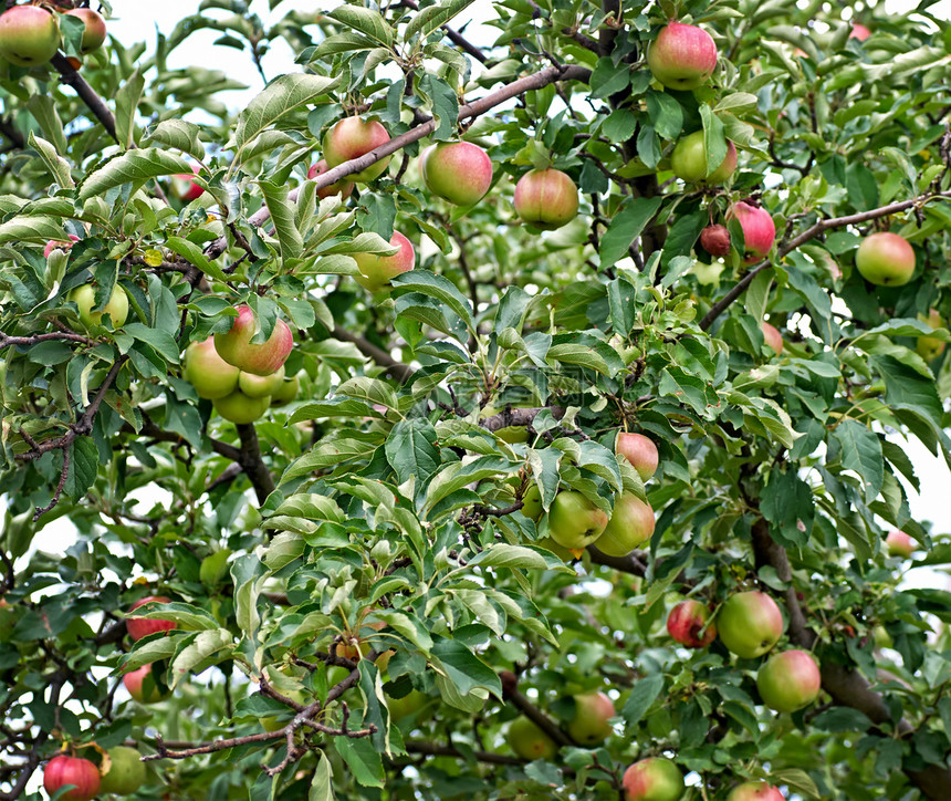 苹果树枝上的红苹果水果生长季节小吃饮食植物食物果园农场花园图片