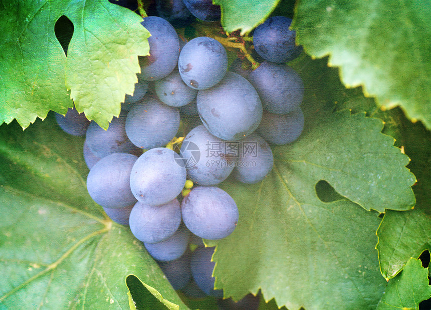 葡萄藤上成熟的葡萄串水果植物酒厂花园植物群食物农业收成农场叶子图片