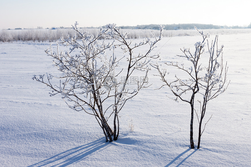 在蓝天空的田野中的冬树天空白色天气季节灌木丛风光衬套田园土地乡村图片