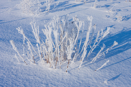 下雪时 青草被冰冻的霜覆盖雪花白色场地灌木天空树枝脚印森林小路新年背景图片