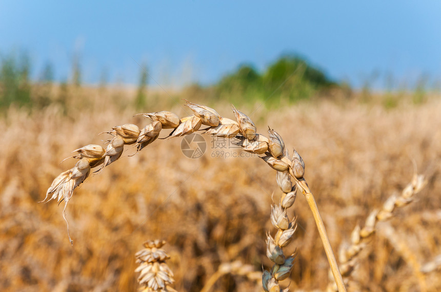 小麦谷物黄色农业植物玉米生长粮食种子稻草农田图片
