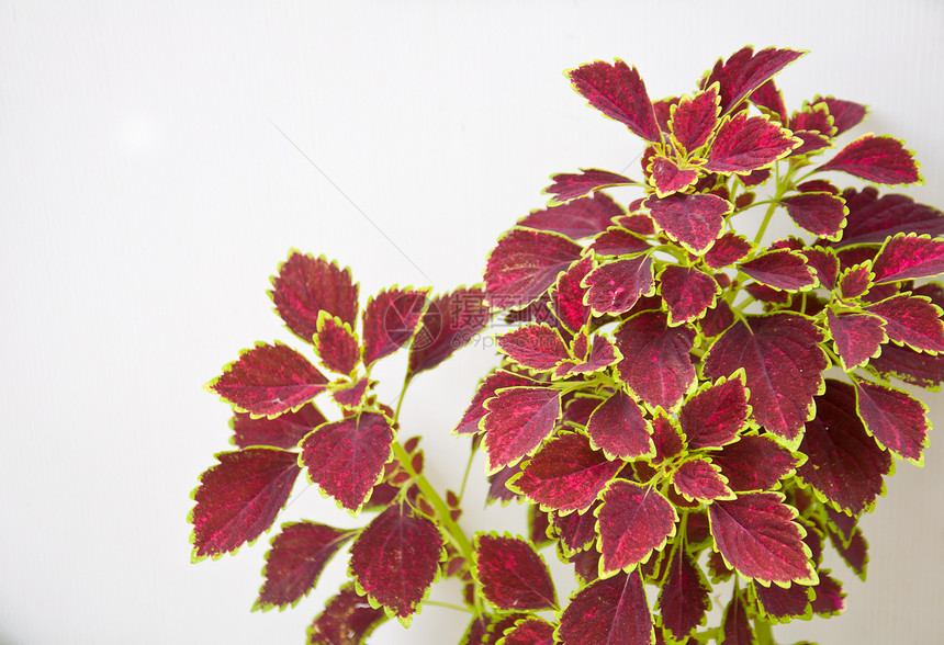 涂漆的叶叶生长绿色草本植物红色花园叶子教养天鹅绒植物群植物学图片