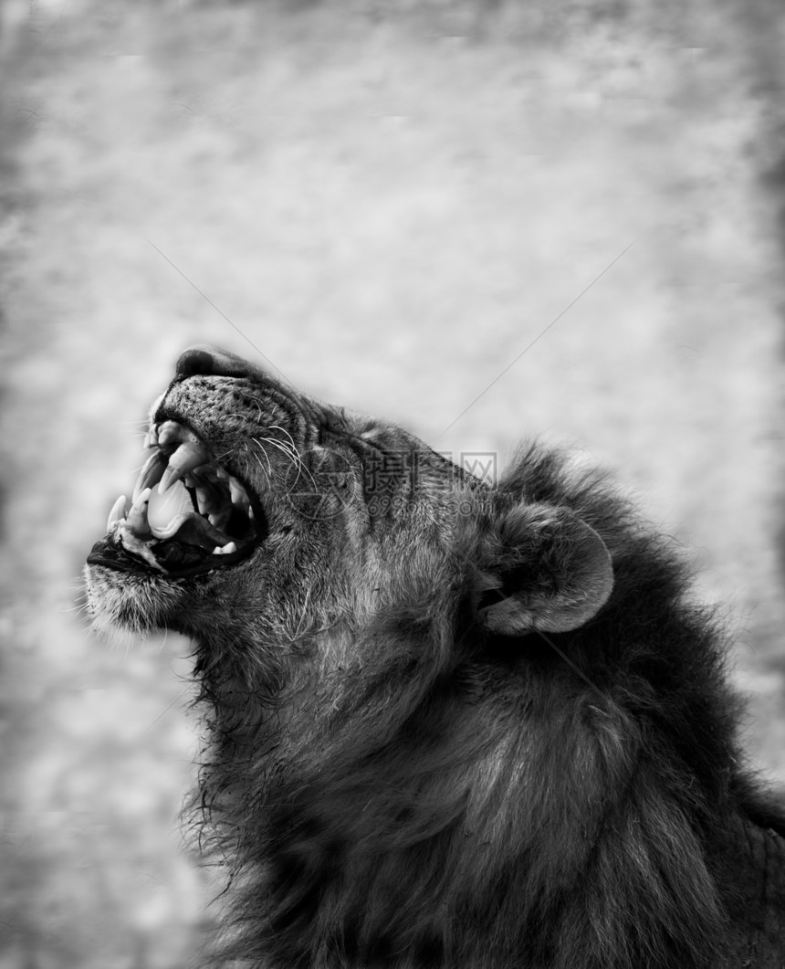 狮子展示危险牙齿组织图片