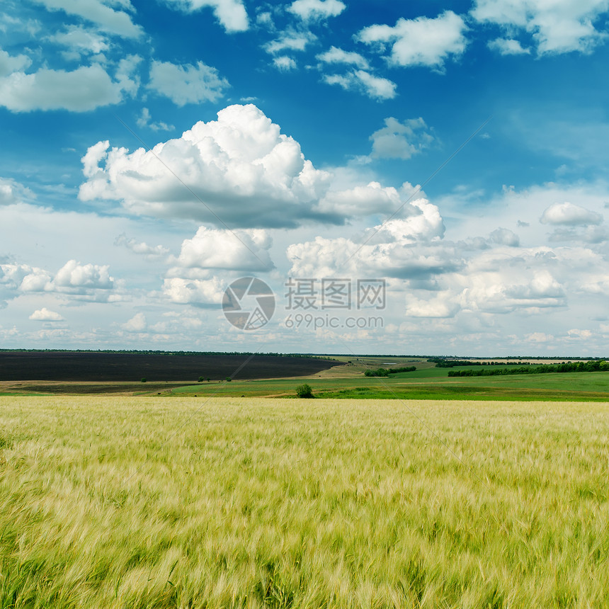 青蓝天空中的绿色农业田和云图片