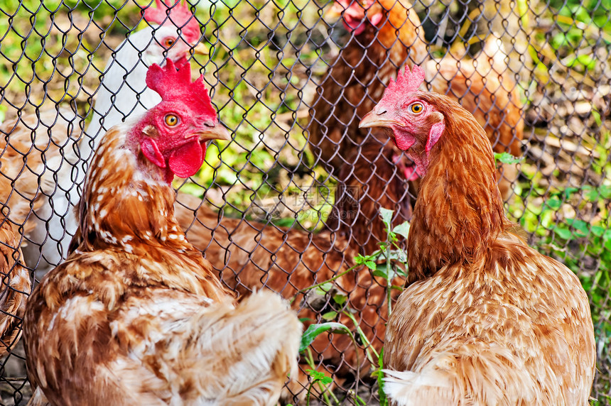 鸡在院子里走来走去房子团体自由城市活力食物鸟类花园羽毛女性图片