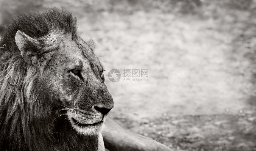 狮子鬃毛动物展示公园黑与白艺术荒野头发牙齿毛皮图片