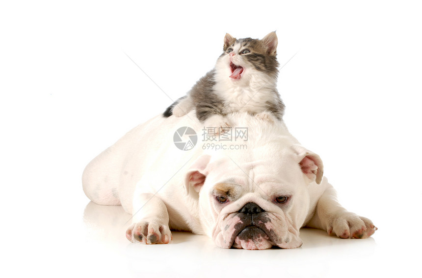 狗和猫情绪动物感情小猫友谊舌头情感犬类斗牛犬朋友们图片