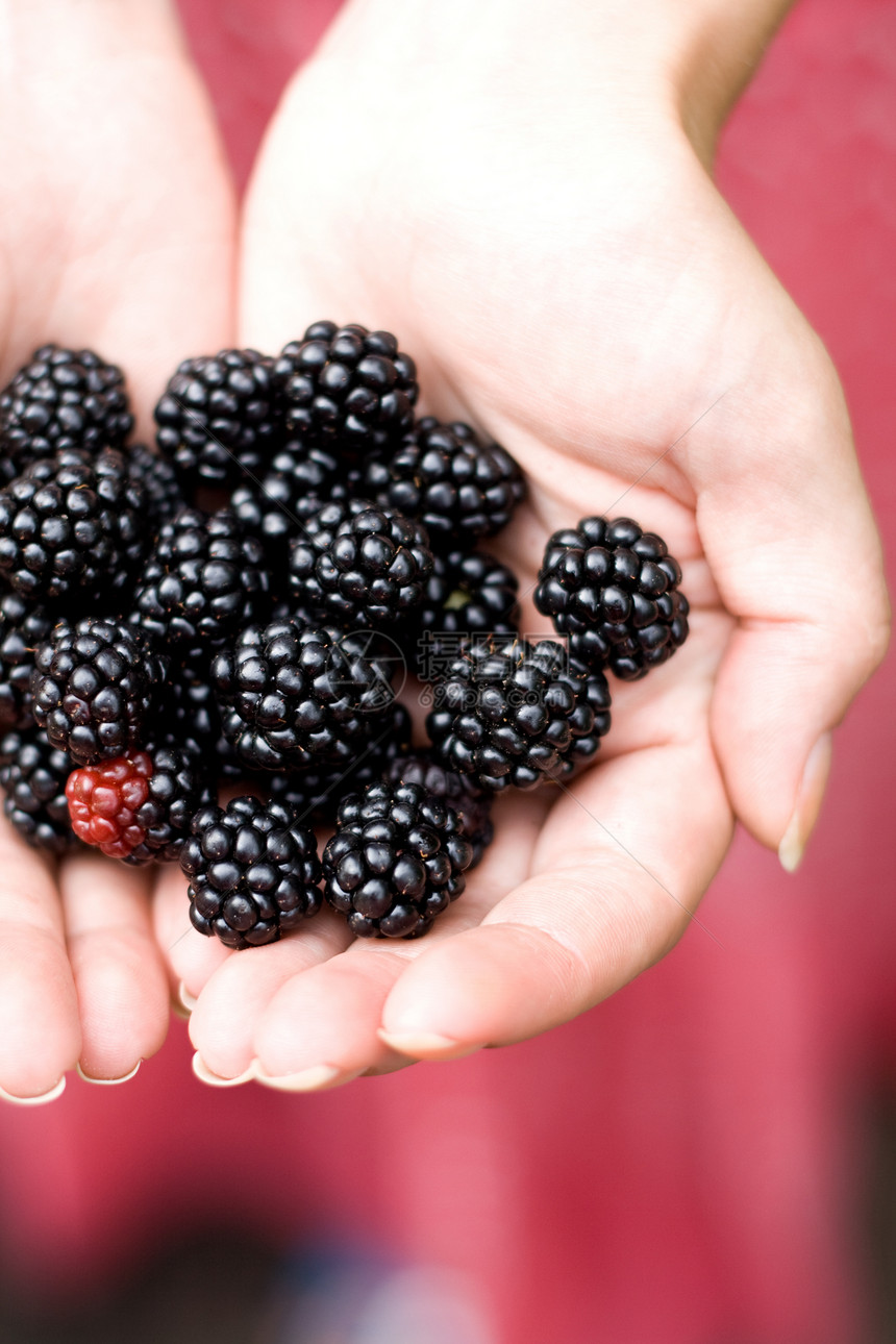 棕榈上含着美味的黑莓味黑色饮食健康维生素红色浆果图片