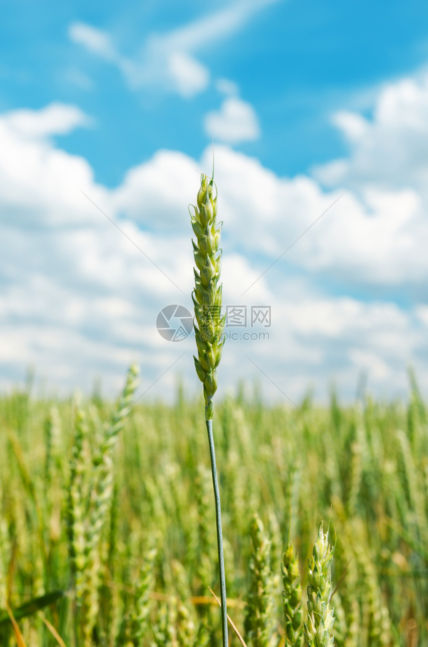 田间小麦的耳朵阳光季节植物食物天空农村粮食国家蓝色生长图片