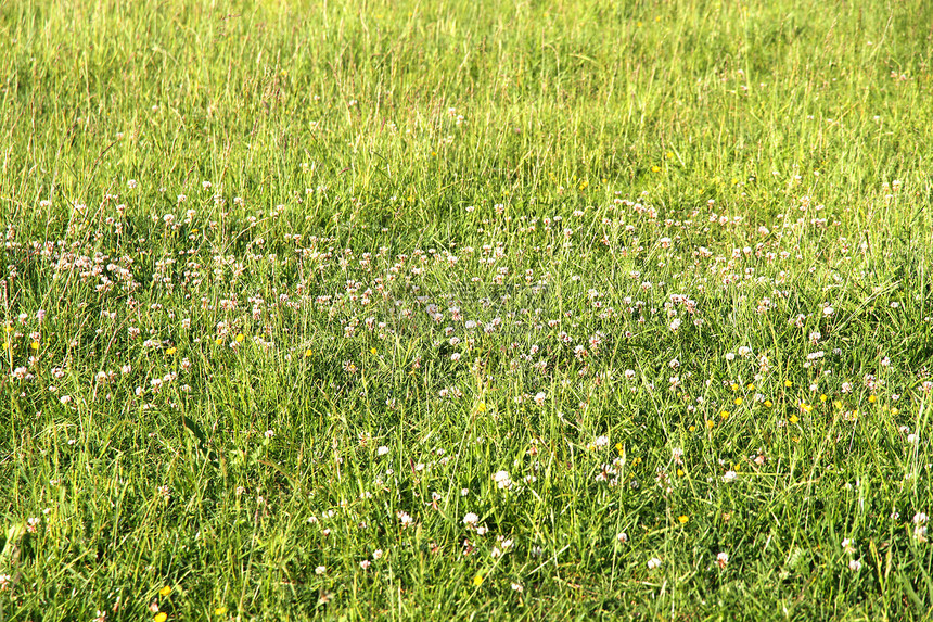 草地场地花园院子荒野绿色植物环境土地生态活力牧场图片