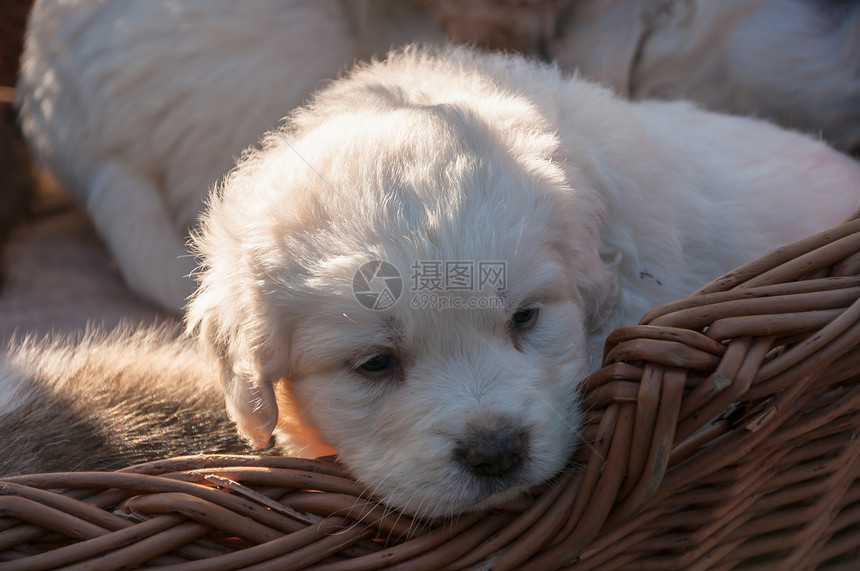 波兰塔特拉牧羊犬鼻子动物山狗白色牧羊人眼睛小狗山脉篮子图片