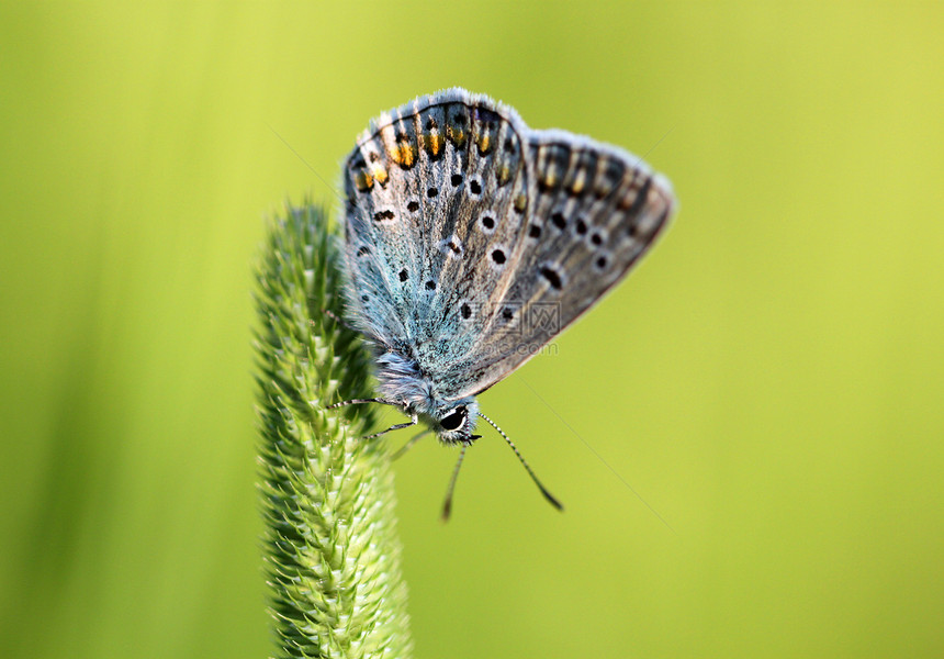蓝蝴蝶坐在草地上图片