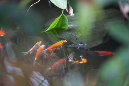 池子里的鱼尾鱼水池花园植物游泳黄色绿色橙子宠物红色锦鲤背景图片