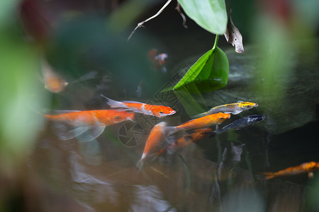 池子里的鱼尾鱼绿色花园红色锦鲤水池游泳宠物黄色橙子植物背景图片