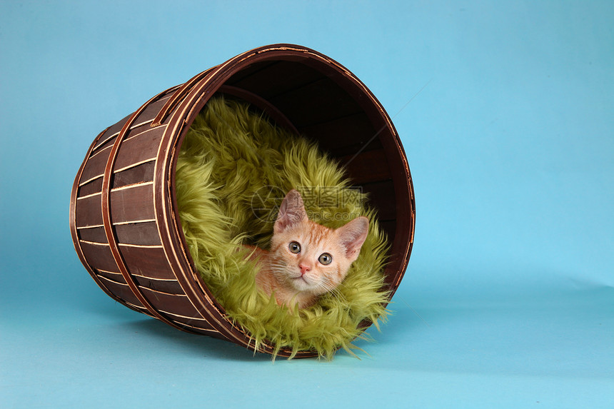演播室的小橙子婴儿小猫工作室动物猫科宠物毛皮猫咪肖像印花布图片