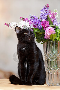 黑猫花瓶黑猫坐在花瓶旁边 带着花朵背景