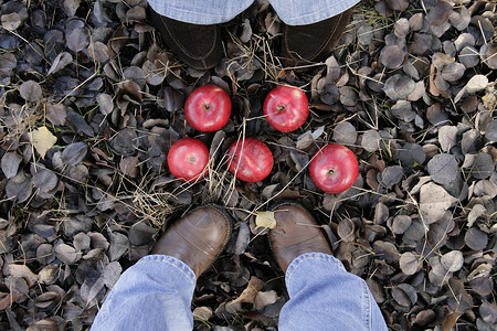 5个红苹果躺在落叶和脚下叶子水果牛仔裤红色背景图片