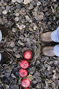 5个红苹果躺在落叶和脚下牛仔裤叶子红色水果背景图片