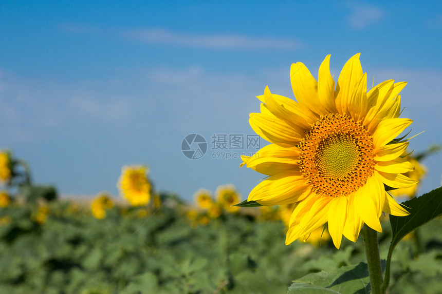 美丽的向日葵对着蓝天花瓣国家季节植物学生长场地农场种植园圆圈天空图片