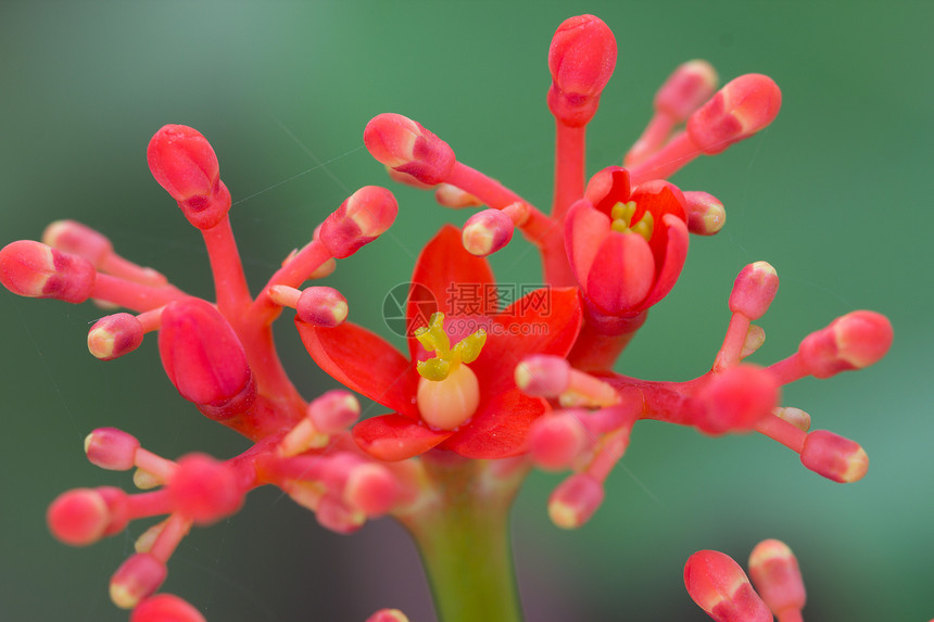 红花植物群曲线墨水角落插图斑点植物衬套模版热带图片