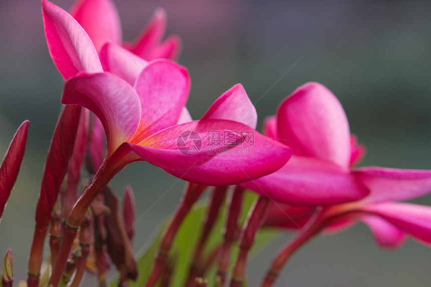 红色的freangipani情调宏观香水热带花瓣植物群温泉异国芳香坡度图片