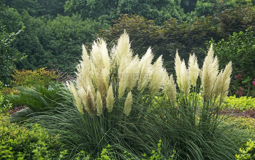 院子在一堆累菜花中图片