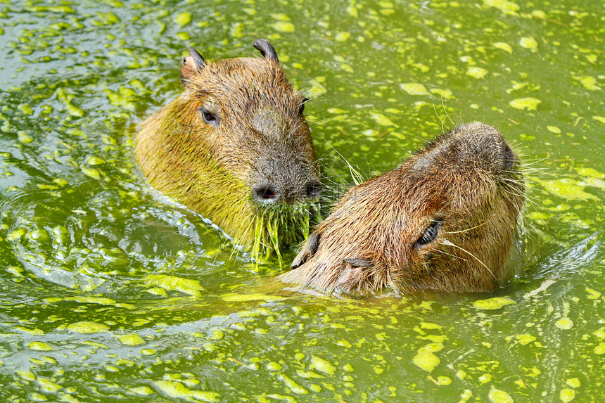 和水沼泽草地热带野生动物动物园水螅哺乳动物动物群公园水鸡图片