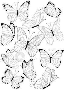 蝴蝶收藏环境昆虫翅膀季节卡通片背景图片