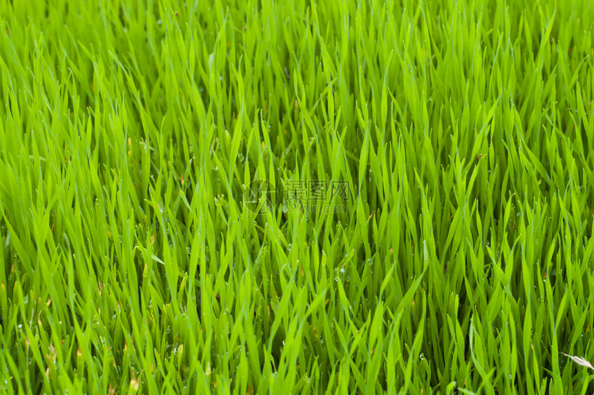 绿绿草足球牧场草皮场景叶子公园土地阳光季节草地图片