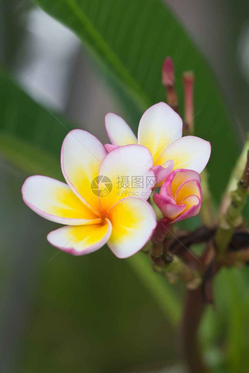 弗朗吉帕尼花朵香味鸡蛋花白色植物热带黄色气候图片