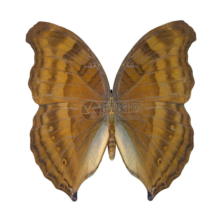 蝴蝶生物学脆弱性橙子棕色环境山毛榉昆虫宏观野生动物动物图片