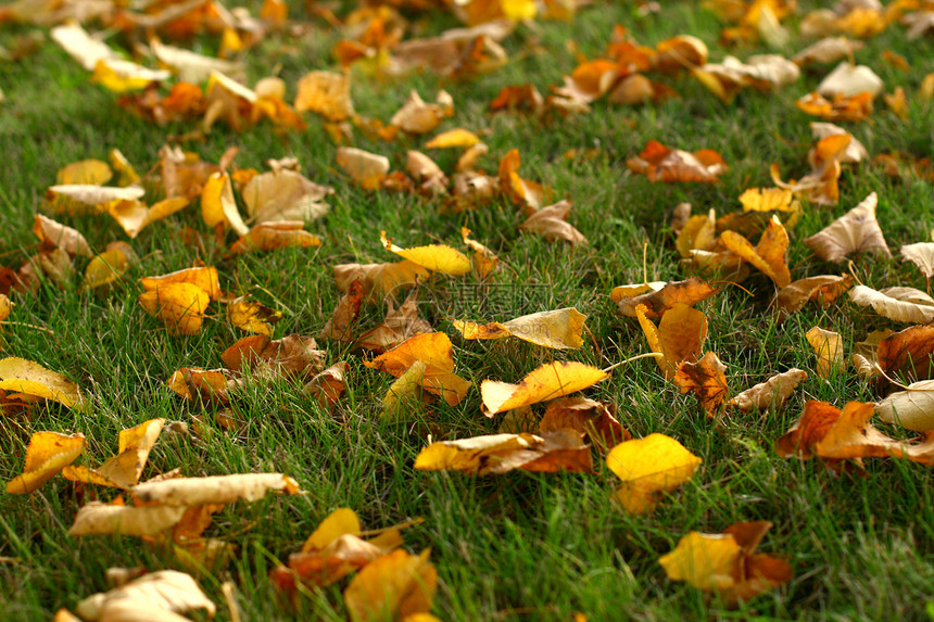 草地上的叶子黄色公园环境季节偷窥者植物学小路红色剪裁落叶图片