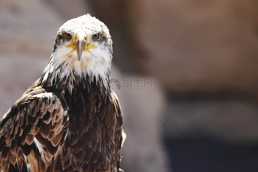 西班牙帝国鹰座秃鹰自由猎人意图鸟类笔尖荒野宏观簇绒眼睛图片