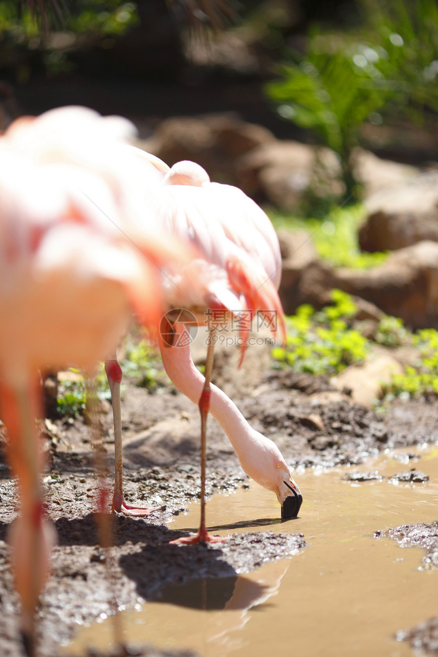 粉红火烈鸟热带翅膀羽毛野生动物动物群日光公园橙子异国团体图片