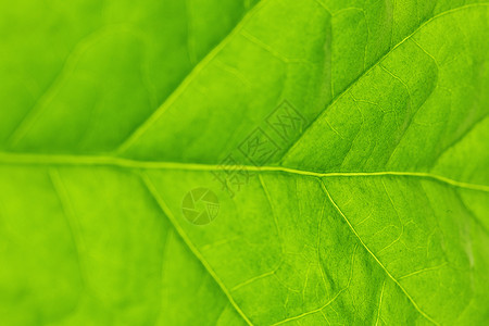 绿叶纹理宏观绿色静脉植物不对称环境背景图片