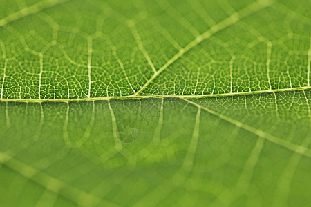 绿叶纹理不对称绿色宏观静脉环境植物背景图片