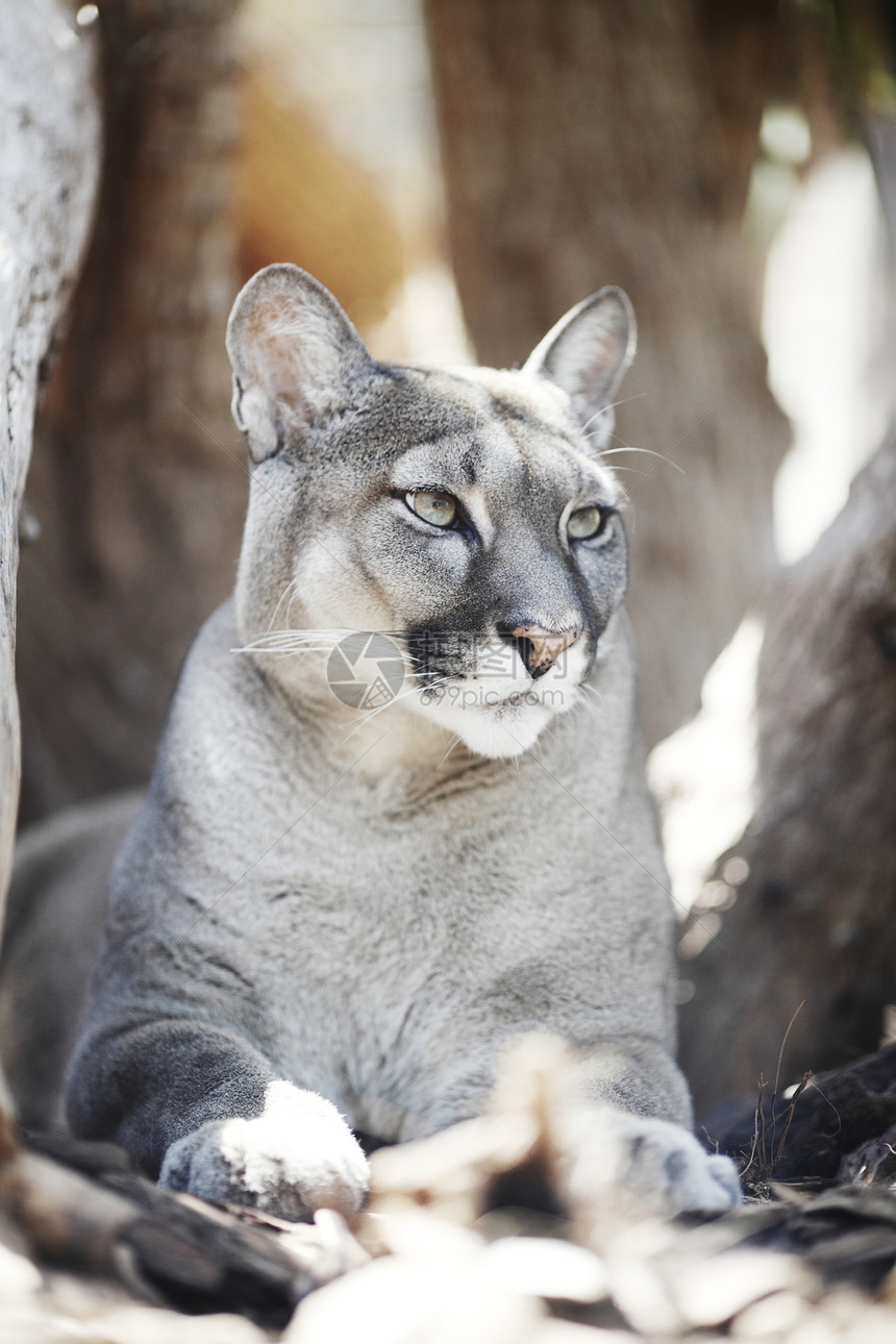 美洲狮林地动物猫科动物黄色食肉成人捕食者生物哺乳动物猛兽图片