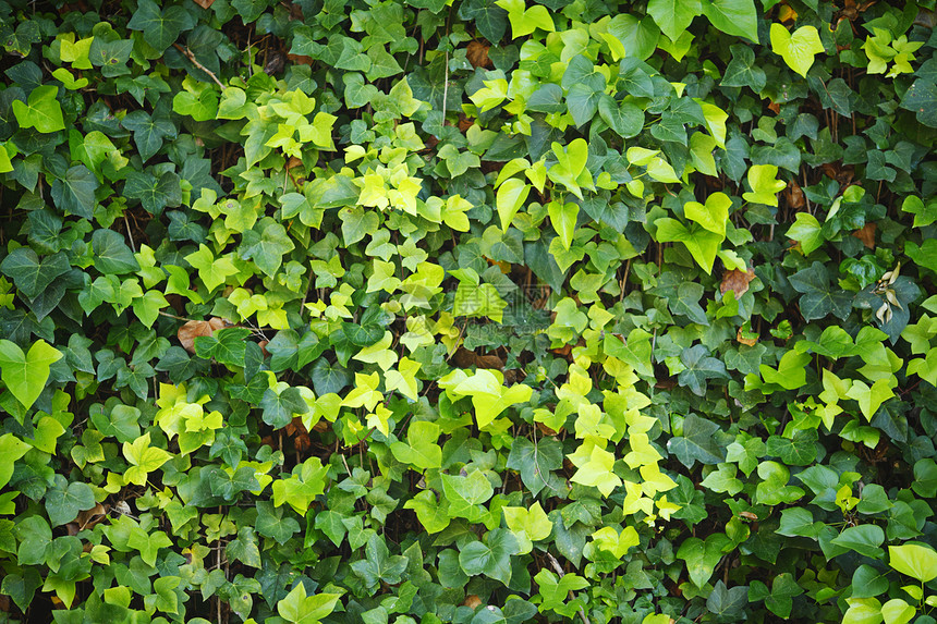 Ivy树叶绿墙叶子墙纸衬套狐狸树篱晴天荒野植被眉头木本图片