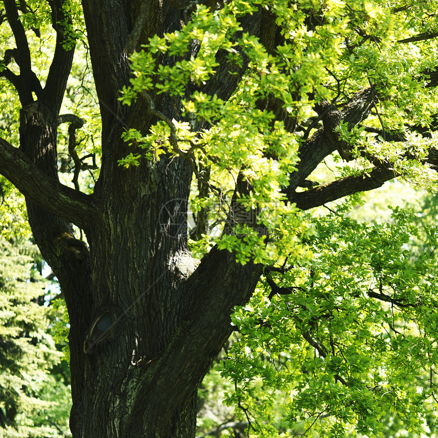 橡树分支叶子绿色橡木木头阳光森林环境图片