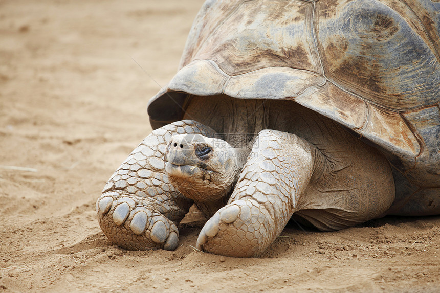 塞舌尔海龟骑术动物森林皮肤旅行乌龟荒野爬虫热带皱纹图片