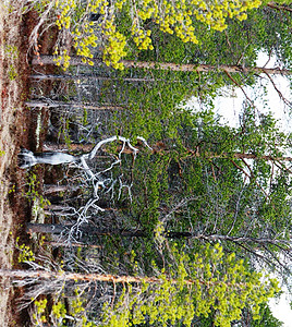 枯枯树森林棕色绿色褐色树木枯树背景图片