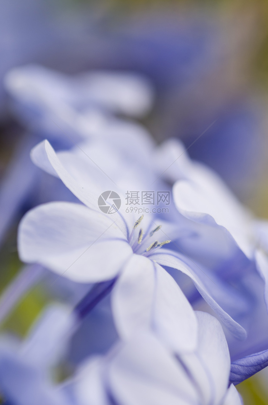 普拉姆巴哥胡里库拉塔花芽花瓣季节花朵植物蓝色宏观天蓝色石墨花园图片