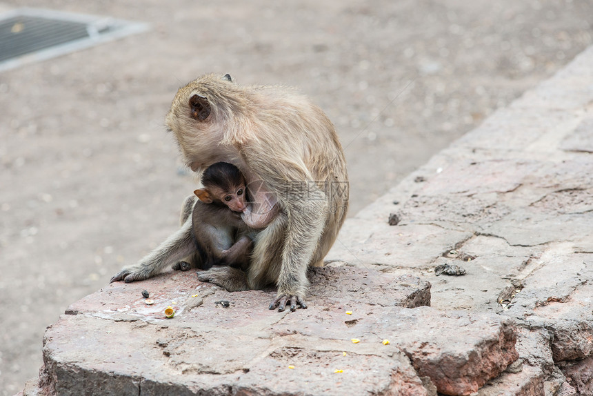 从事各种活动的泰国亚洲野猴子泰国哺乳动物绿色荒野野生动物保卫母亲灵长类婴儿家庭毛皮图片