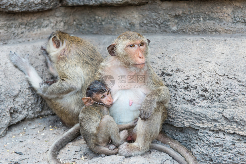 从事各种活动的泰国亚洲野猴子泰国绿色女性婴儿毛皮保卫森林荒野石头灵长类母亲图片