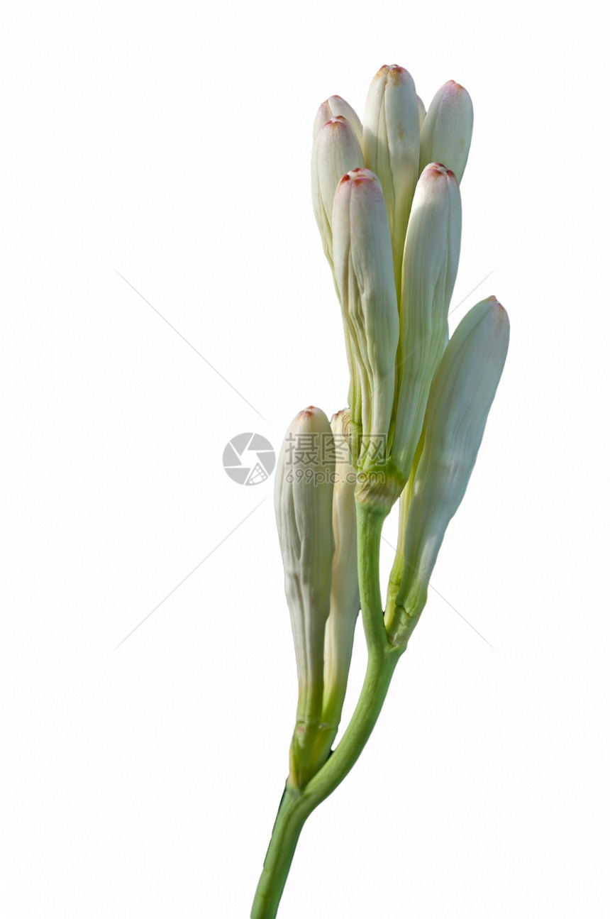 紧贴的白色管子玫瑰花 在绿色背景下被隔绝香玉热带花瓣情调香味异国香水宏观植物图片