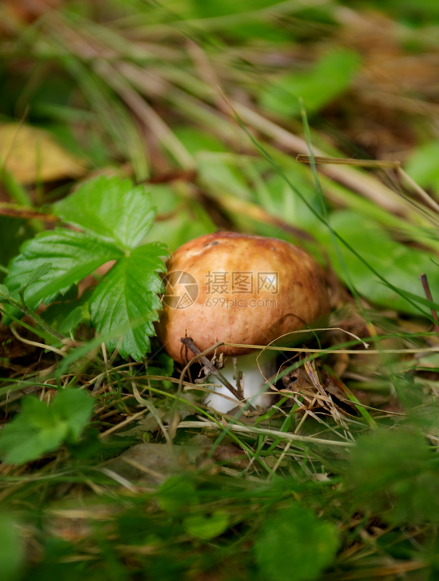森林蘑菇采摘雨后春笋宏观健康饮食食用菌对象寂寞饮食茶点蔬菜图片