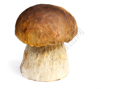 白蘑菇 以白色背景展示植物小吃食物娱乐背景图片