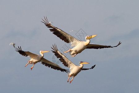飞行鹈鹕多瑙河三角洲水鸟高清图片